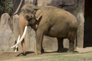 Рядък слон, с бивни като на саблезъб тигър, беше открит в Малайзия