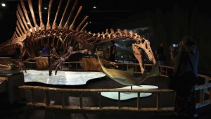 Откриха неизвестен досега динозавър