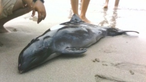 В Ахтопол се опитаха да спасят делфинче на брега, но без успех