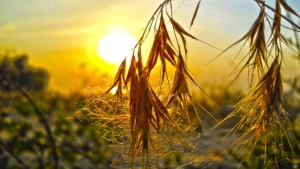 Очаква се слънчево време, в следващите дни ще се затопли още