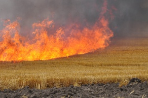 7 области в страната с най-висока степен за опасност от пожари