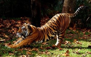 Тигрицата в Индия умря на 20 години