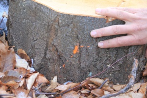 Повече от 600 незаконно изсечени дървета в Търново