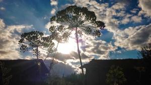 Предимно слънчево днес