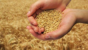 НСИ: Зърнените култури поевтиняват за второто тримесечие