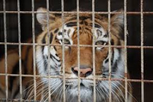 „Четири лапи“ спасява последните оцелели животните от най-лошия зоопарк в света
