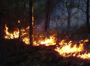 Пожар избухна в борова гора край старозагорското село Колена