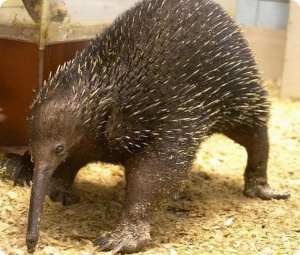 Иззеха стотици замразени мравояди в Джонбанг