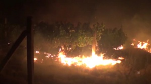 Пожар в Благоевград изпепели 80 декара лозя