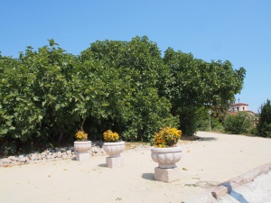 Гостите и жителите на Царево се радват на 280-годишна смокиня