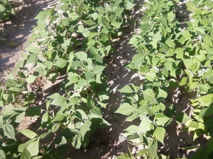 Топ 3 най-полезни варива