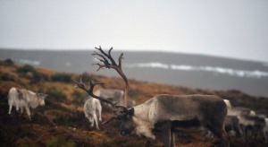 Мълния уби 320 елена в Норвегия