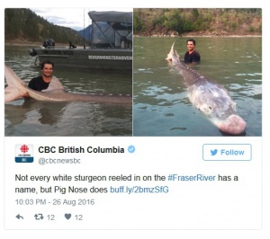 80-годишна есетра беше уловена в река в Британска Колумбия
