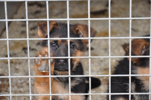 БАБХ: Условията в приюта за кучета в Кърджали отговарят на изискванията