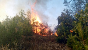 Остава критична ситуацията в Тополовградско заради бушуващия пожар