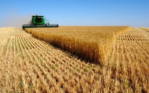 Най-добра реколта на пшеница от 1980 г. насам