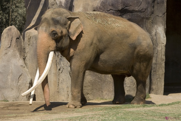 Рядък слон, с бивни като на саблезъб тигър, беше открит в Малайзия