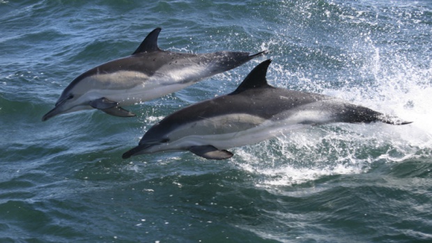 МОСВ публикуваха съвети за оказване на помощ на бедстващи делфини