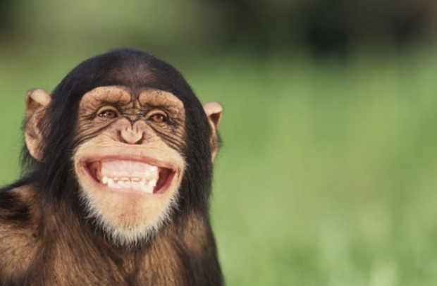 Шимпанзетата предпочтат сътруднчество пред съревнование