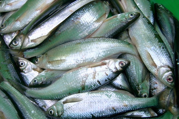 След 350 проверки в цялата страна са конфискувани повече от 40 кг риба