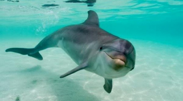 Забрана за плуването с делфини на Хавайските острови