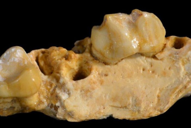 Миниатюрно лъвче, обитавало Австралия преди 18 милиона години, беше кръстено на Дейвид Атънбъро
