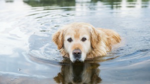 Куче плува 10 км, за да се върне у дома