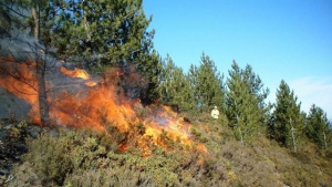 Нов пожар избухна край село Хухла, Хасковско. Обхвана над 500 дка.