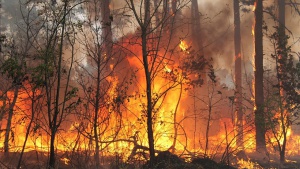 Пожар гори близо до Харманли