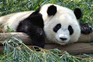 Спасиха пандите от изчезване