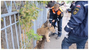 Малко лъвче "на разходка" из центъра на руския град Уфа