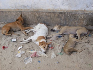 Повече от 20 000 бездомни кучета са заловени за миналата година