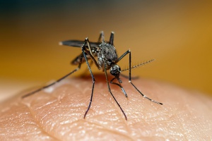 Защо американски законодател влезе в заседание със 100 комара, приносители на Зика?