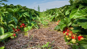 Биопроизводители губят европари заради спорна поправка в закон