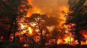 За последните 20 дни пожарите изпепелиха 20 000 дка. горски площи