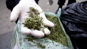 Голямо количество марихуана откриха в село край Пазарджик