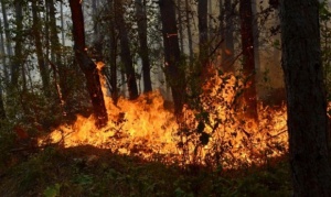 Голям горски пожар избухна в Харманлийско (обновена)