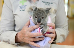 Бебе коала се възстановява след инцидент. Кола уби майка му