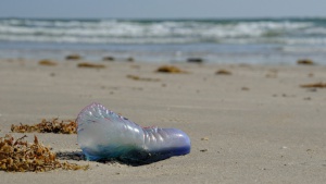 Затвориха 3 плажа в Тайланд зараади смъртоносни медузи