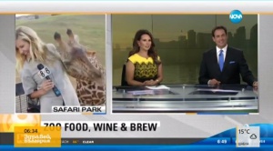 Малко жирафче се влюби в репортерка, разцелува я на живо в новините
