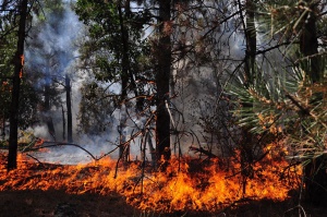 Рекордно много щети са нанесли горските пожари тази година
