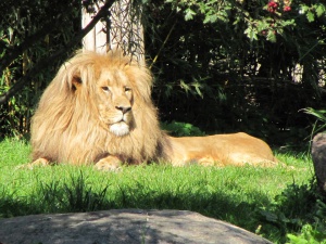Два лъва избягаха от зоопарка в Лайпциг