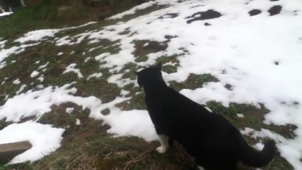 Котка показа правилния път на изгубен в планината мъж