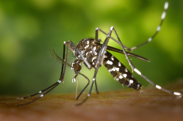 В САЩ откриха комари, които пренасят вируса Зика