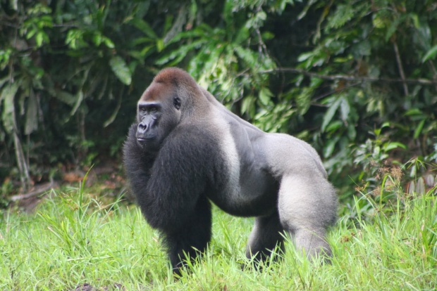 Най-големите горили в света може да изчезнат