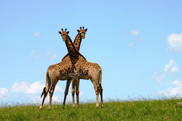 Учени: Жирафите са четири различни вида, не само един