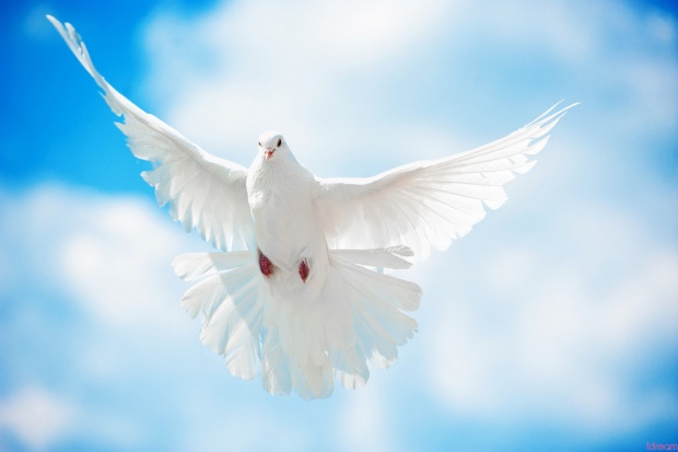 Празнуваме Световния ден на мира. Темата тази година е "Градивни елементи за мир"