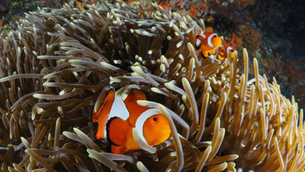 Учени: Кораловите риби изпадат в стрес, ако не са сред себеподобни