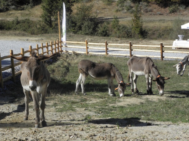 Първият приют за работливи магарета беше открит в Гоце Делчев