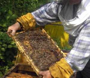 Пчеларите получават до 11 лв. на пчелно семейство